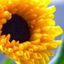 DJ Zorg - Glory Of The Sun ()