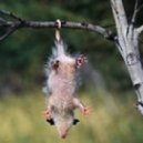 CLEVER INSECTS - IN A TREE (short version)