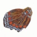 RHCP vs Macklemore - Otherside (Artenvielfalt Mashup)