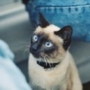 Rotkraft - Ricky Boy ()