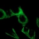 (Joy Vega ft. Stefan Engel) - Balada Boa