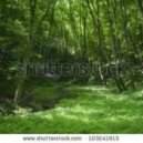 Whithe - Spring Forest (Rainy Days)