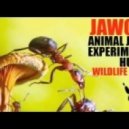 Jawoo - Experiment ()
