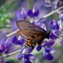 Dj Tony Stark - Butterfly part 4