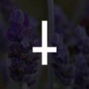 Nightizm - Lavender