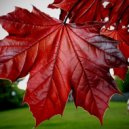 A-STEREO-H2_Project - Red leafs (Original mix)