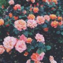 Sensi Sye - C u t e n e s s