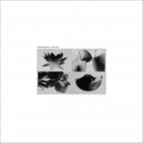 Adriana Lopez - Contradictions