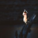 cln - Dawn Chorus (Original Mix)