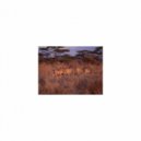 Mindfulness Healing BGM Project - Soul and Hearing (Original Mix)