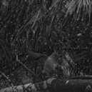 Linalab - A Hard Rain Has Fallen