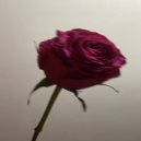 Qualigula - La rose ()