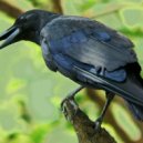 Roman Tkachoff - Black Crow