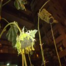 Dirty Lee - Guchi ()