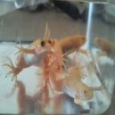 Dirty Lee - Modotte ()