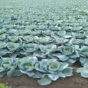 Dirty Lee - Dokudan (Original Mix)