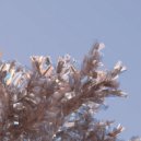 Daniel Majer - In Trees ()