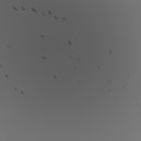 NUVR13 - Защитная Реакция